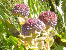 Sedum anacampseros